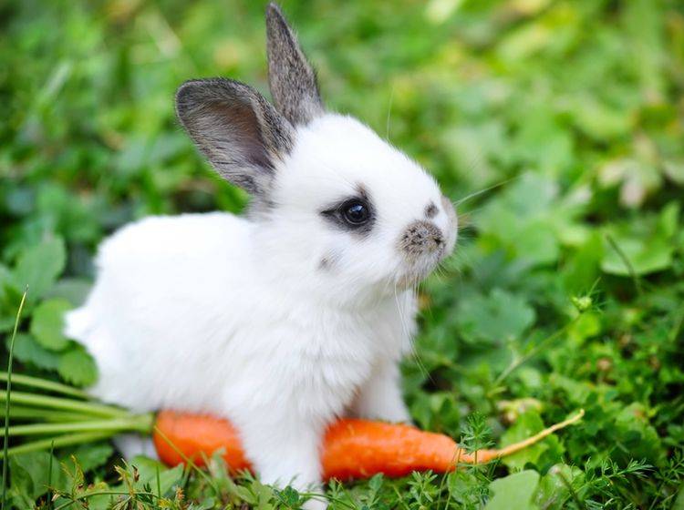 Dieses bild konte nicht geladen werden